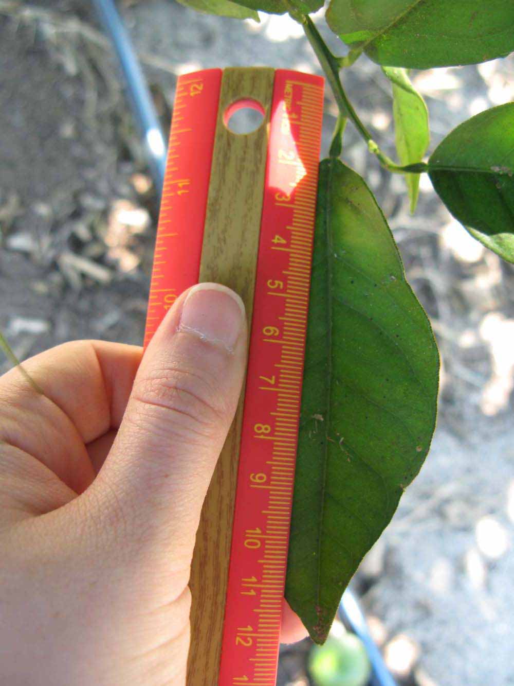              Unifoliolate leaf (Winter Haven, FL)       